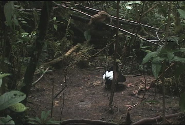 Carola's Parotia - ML471974