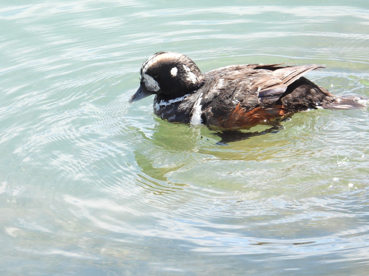 Harlequin Duck - ML471974061