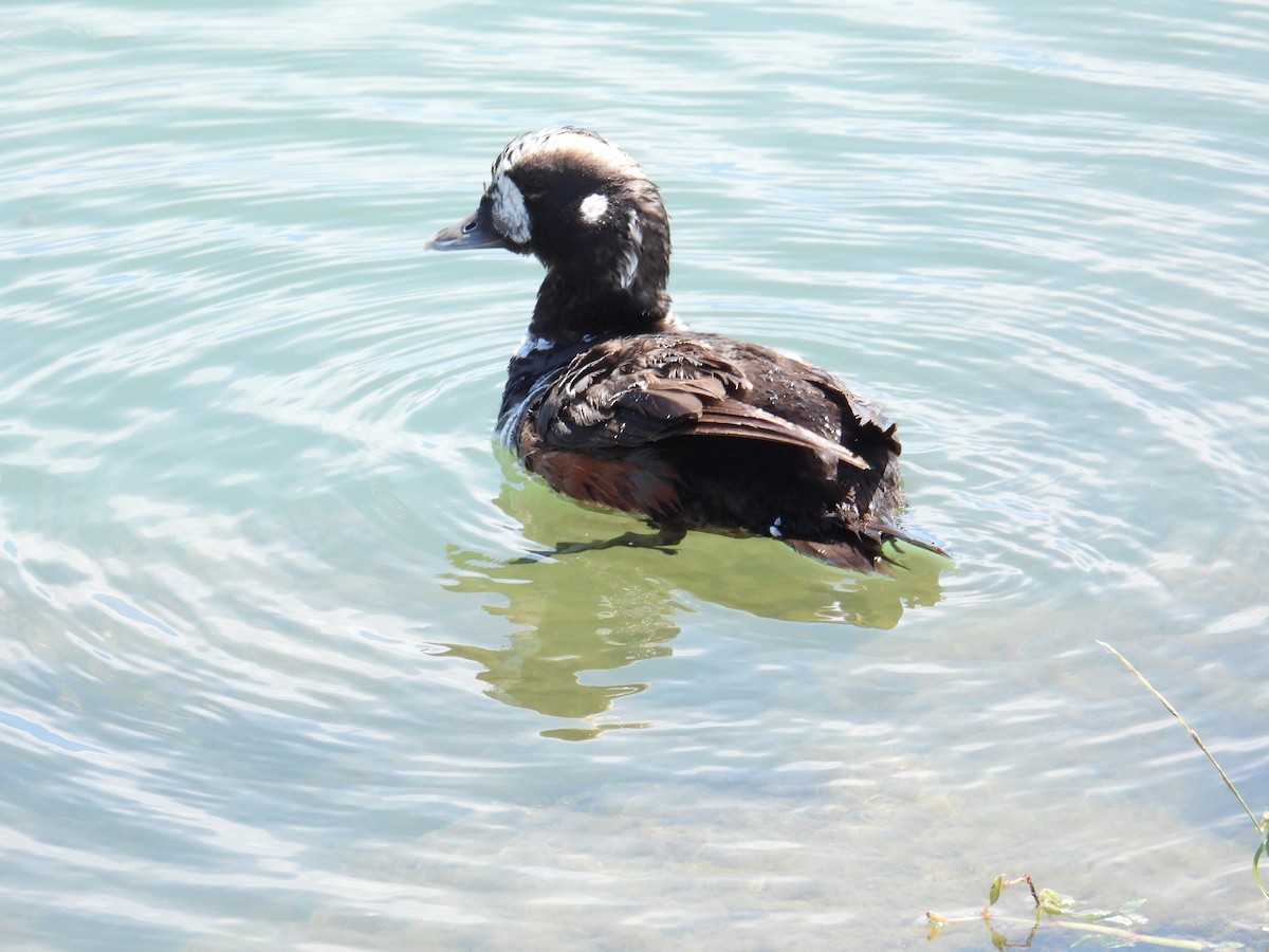 Harlequin Duck - ML471974251