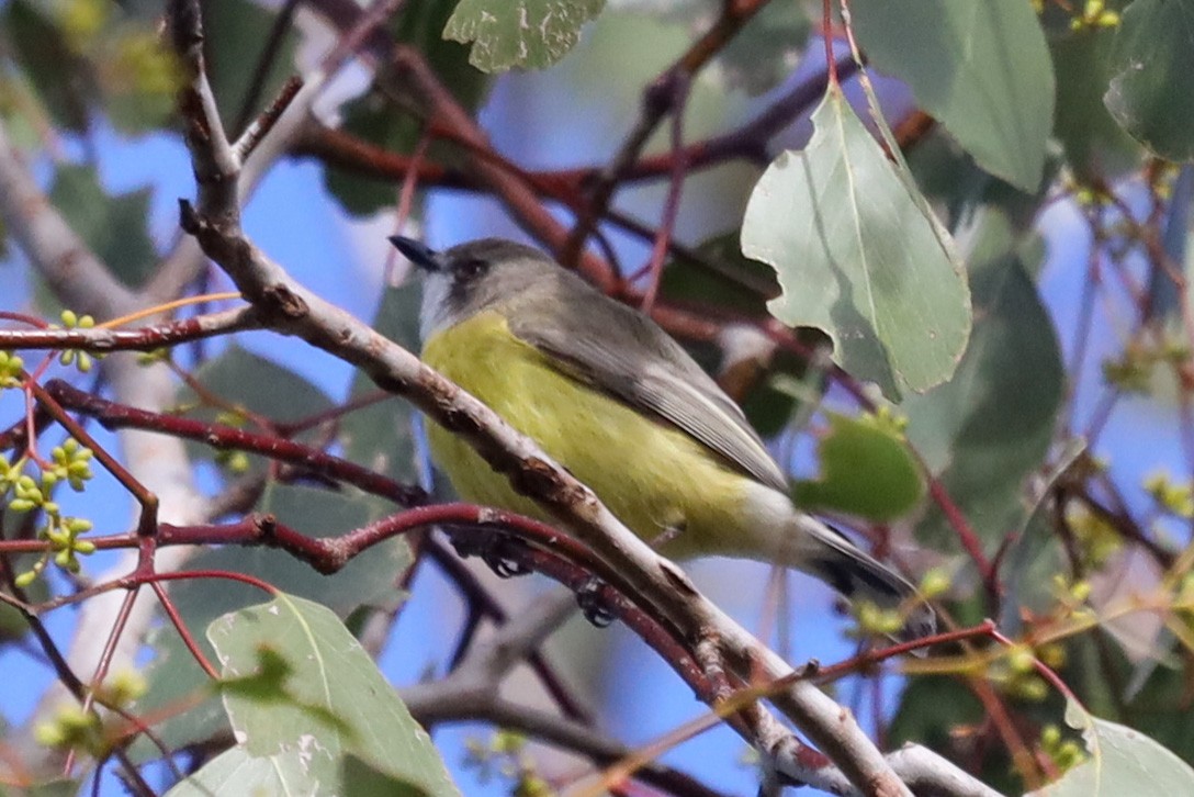 White-throated Gerygone - Richard and Margaret Alcorn