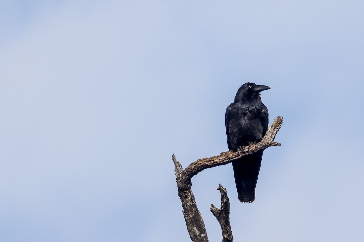 Corbeau d'Australie - ML471974341