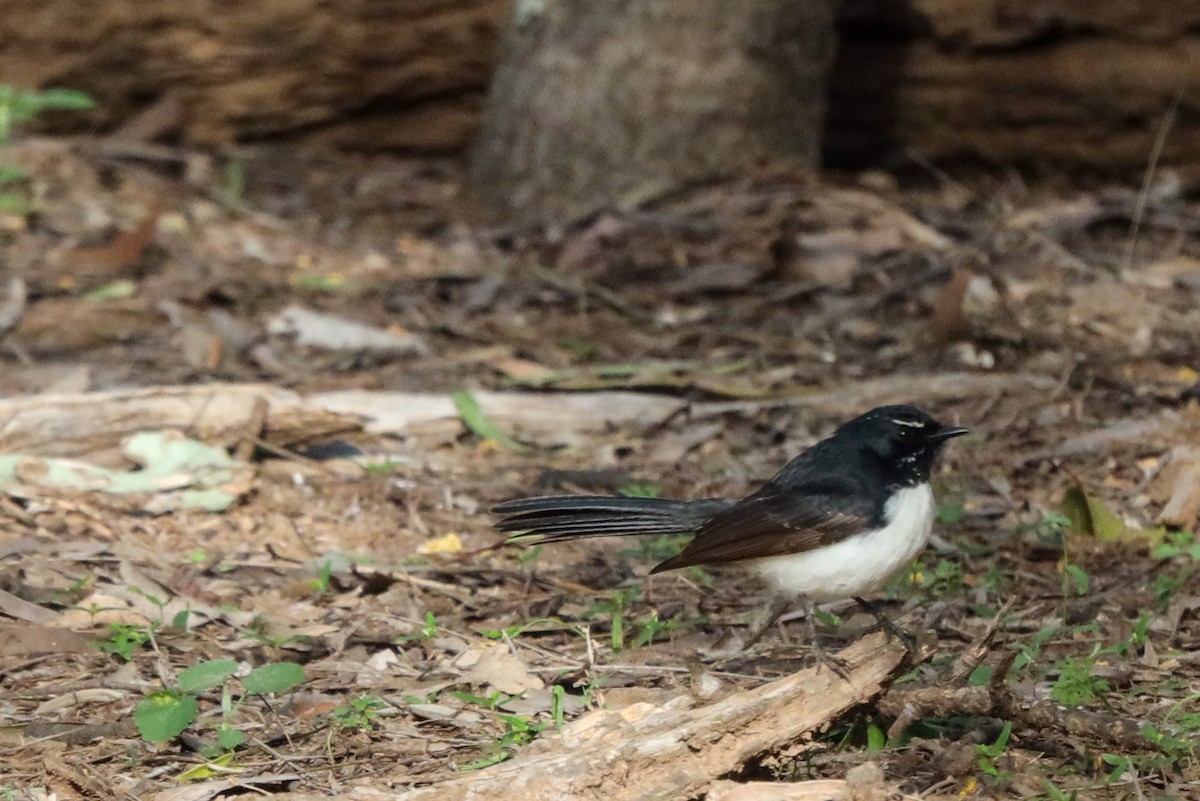Willie-wagtail - ML471974371