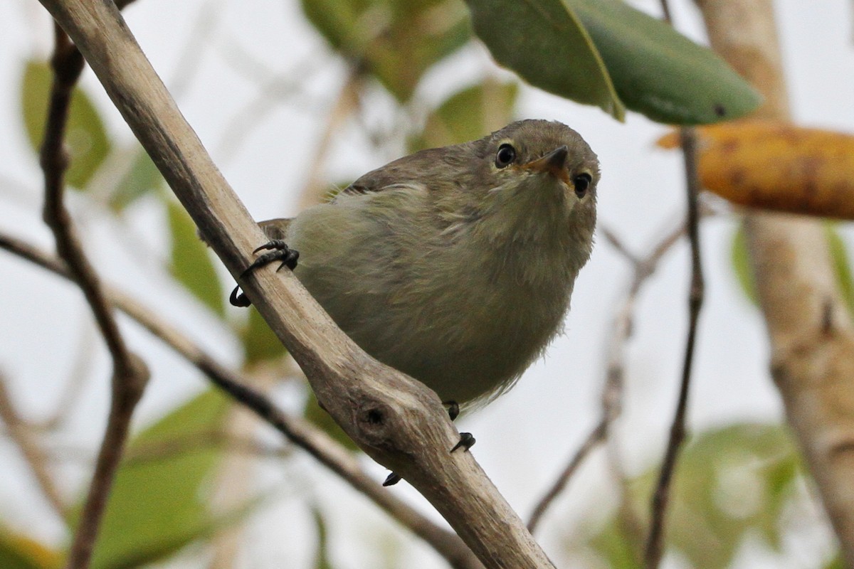 Mangrove Gerygone - ML471974421