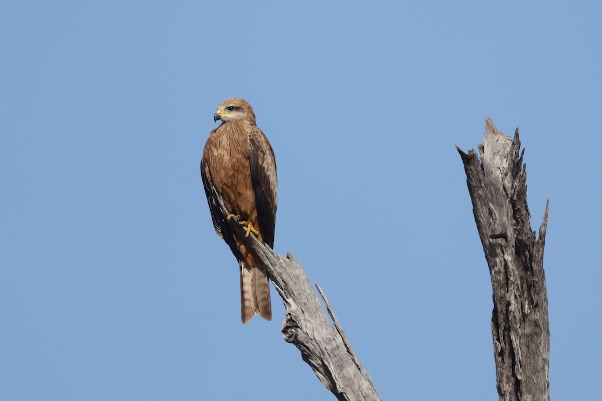 Black Kite - ML471974731