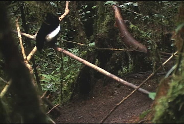 Carola's Parotia - ML471975