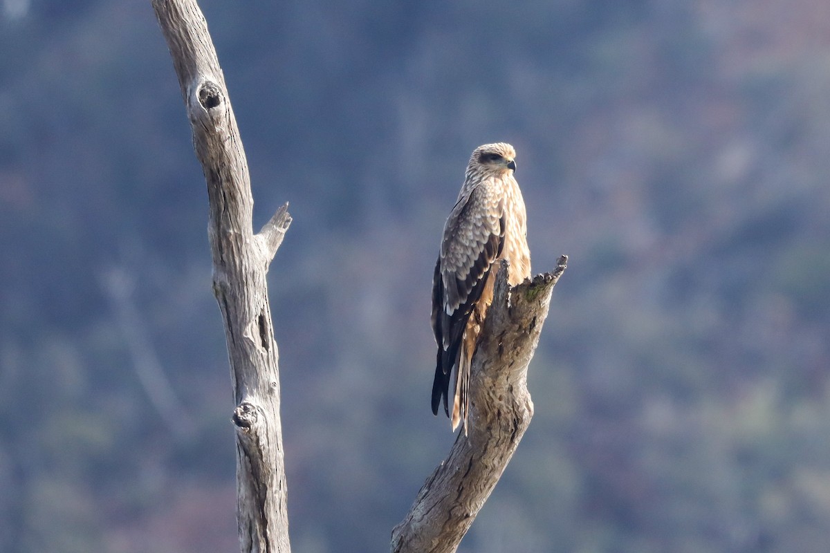 Black Kite - ML471975831