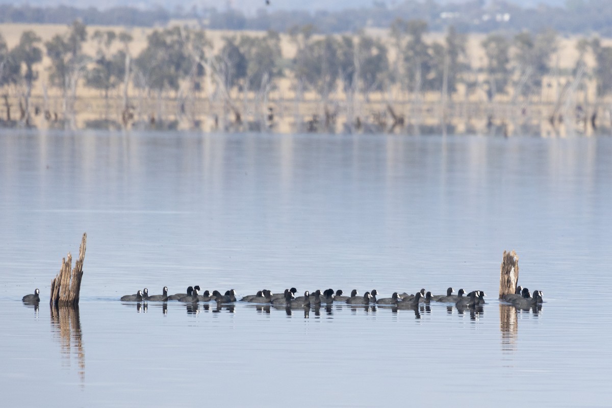 Eurasian Coot - ML471975991