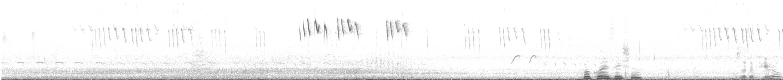 Kısa Kuyruklu Ormanyıldızı - ML471976251