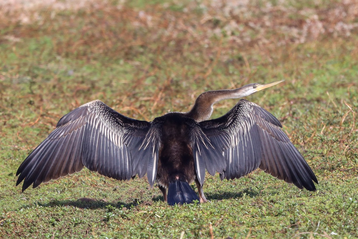 Anhinga Australiana - ML471976281