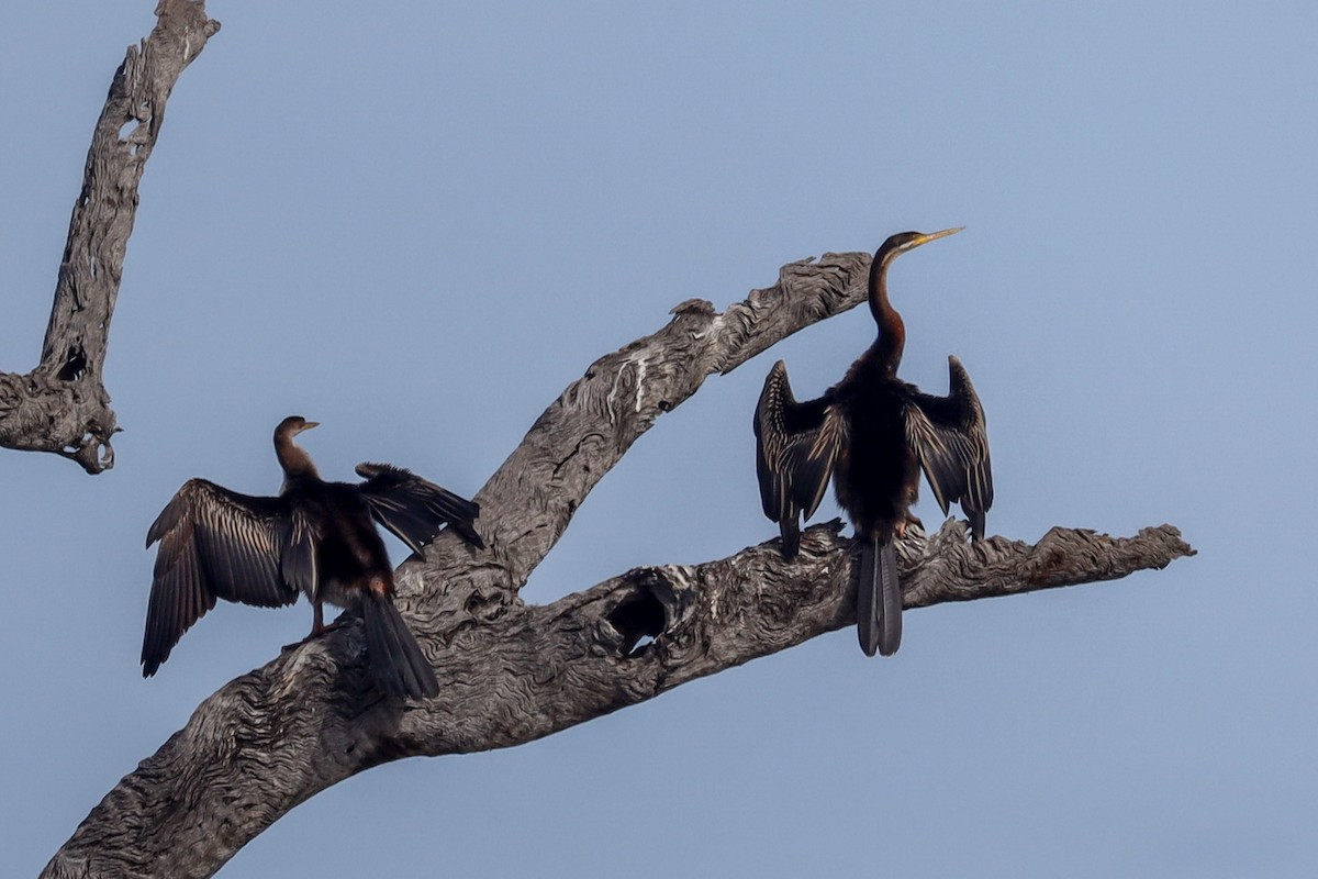 Anhinga Australiana - ML471976391