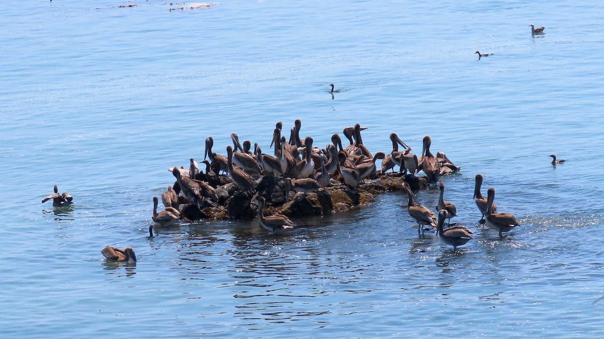 Brown Pelican - ML471976911