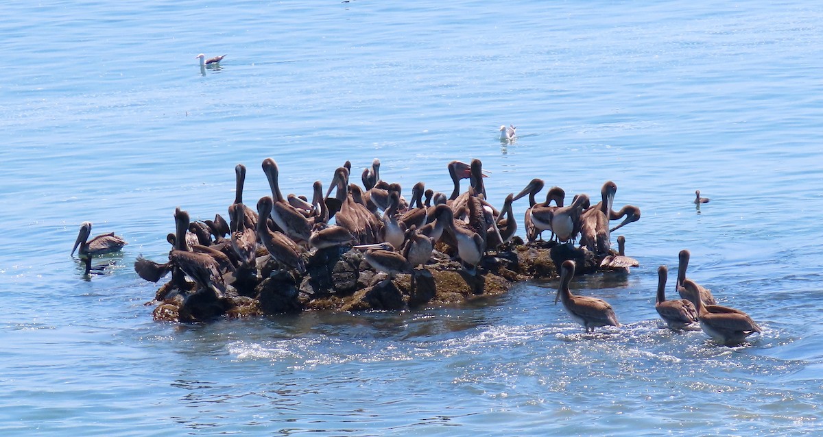 Brown Pelican - ML471976931