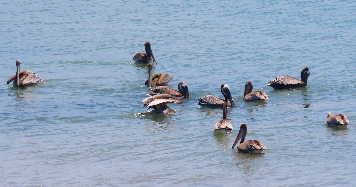 Brown Pelican - ML471976961