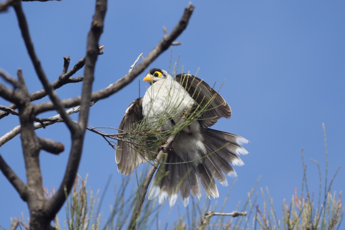 Noisy Miner - ML471977131