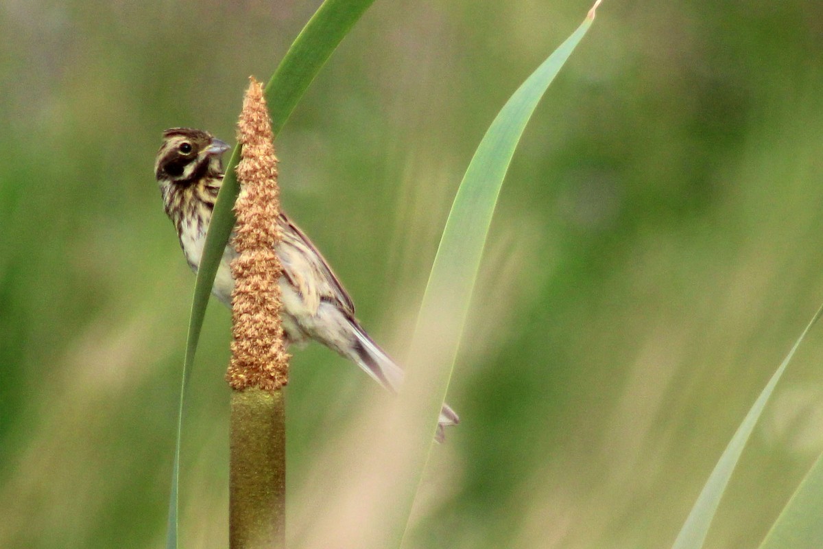Reed Bunting - ML471977161
