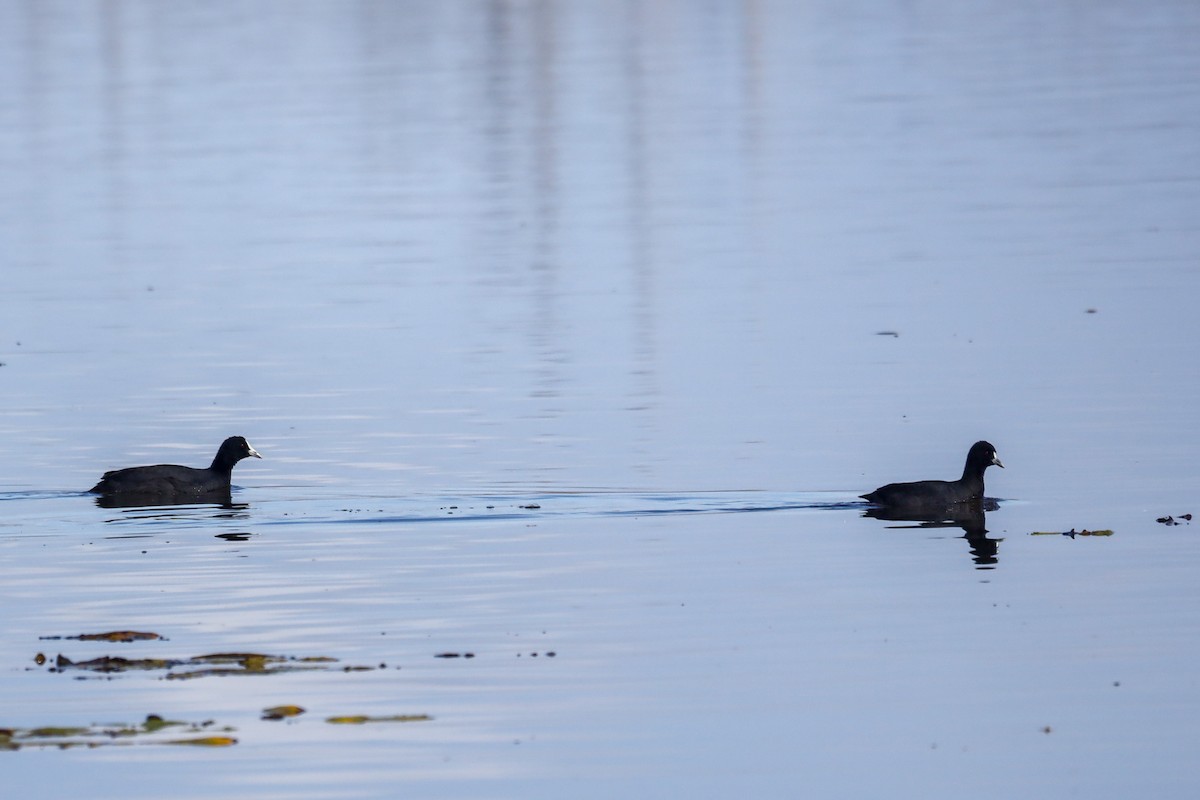 Eurasian Coot - ML471977181