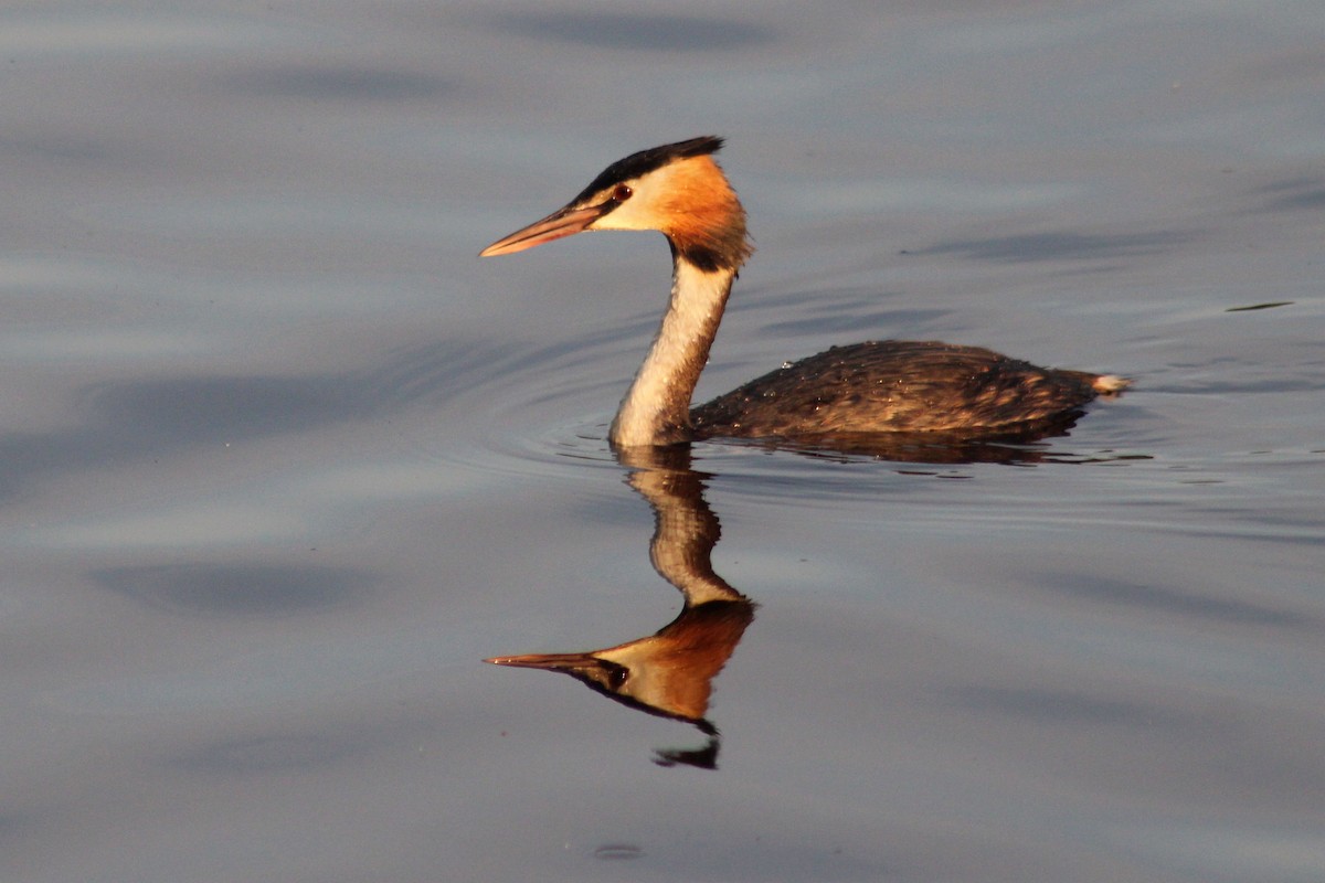 Great Crested Grebe - ML471977261