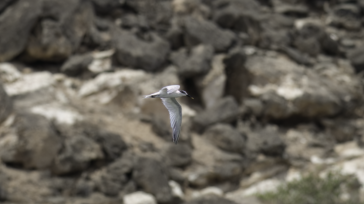 Sandwich Tern (Eurasian) - ML471977721