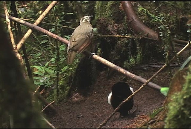 Carola's Parotia - ML471978