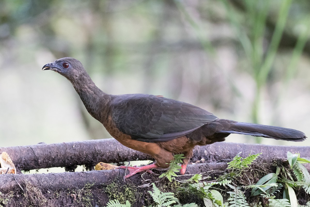 Sickle-winged Guan - ML471978461