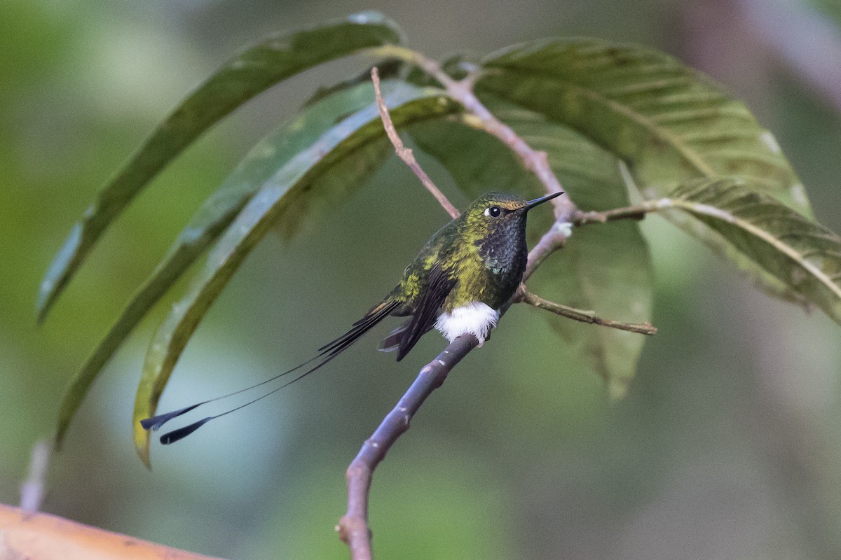 White-booted Racket-tail - ML471978491
