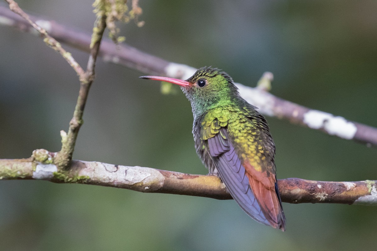 Rufous-tailed Hummingbird - Brad Dawson