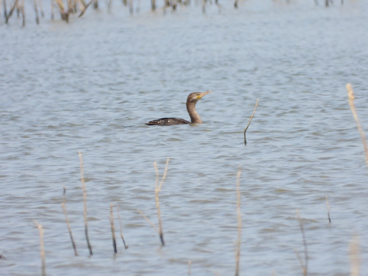 Neotropic Cormorant - Christopher Daniels