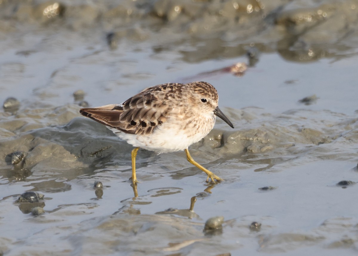 Least Sandpiper - ML471980561