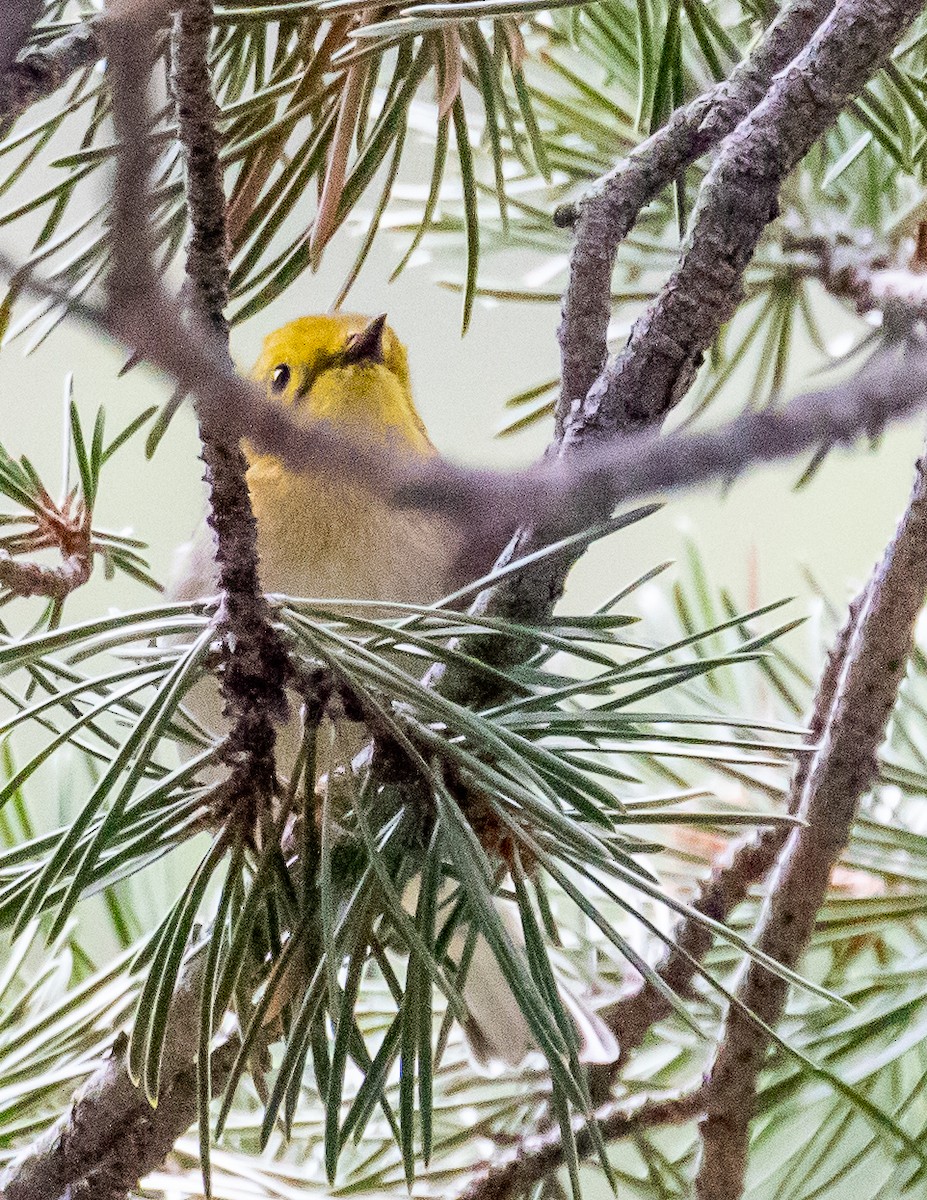 Paruline à tête jaune - ML471981141