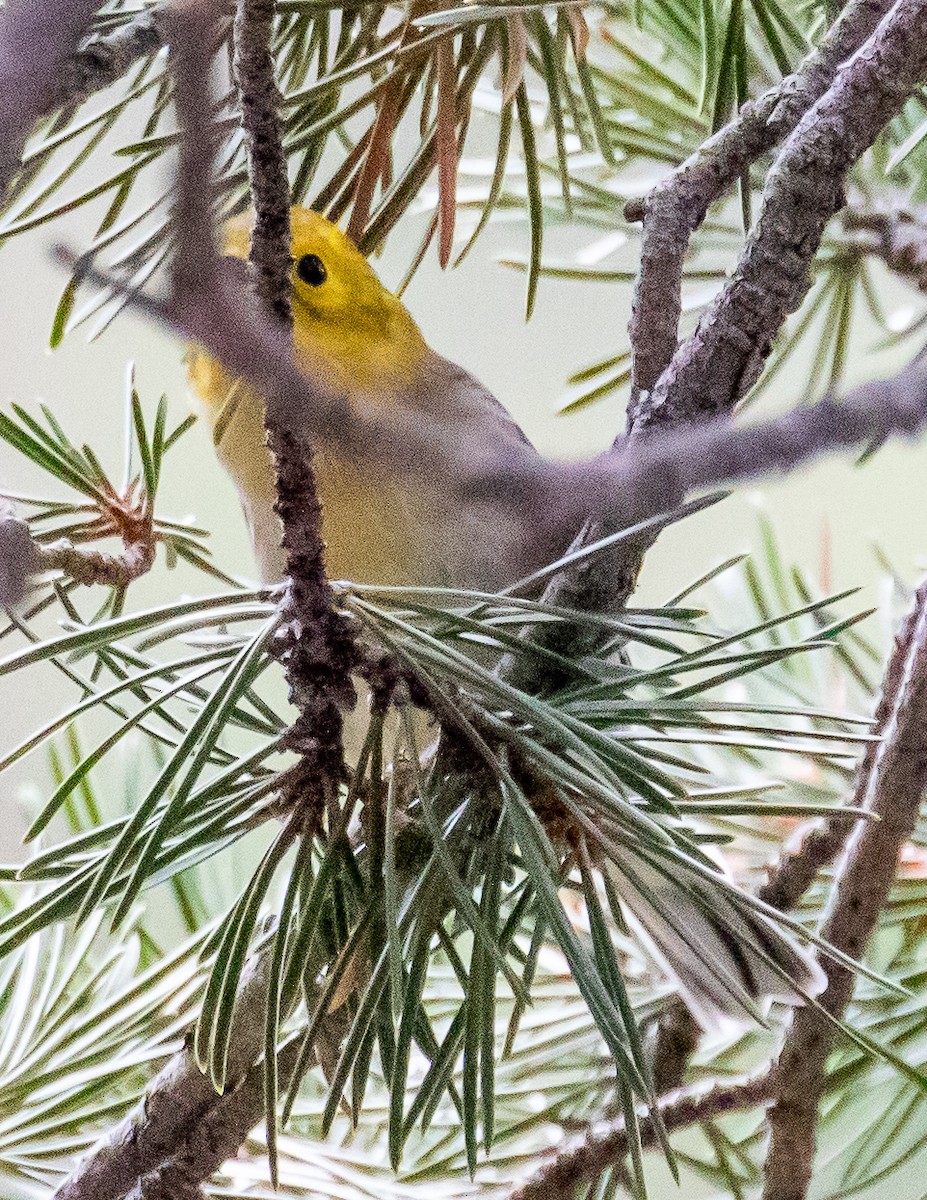 Hermit Warbler - ML471981151