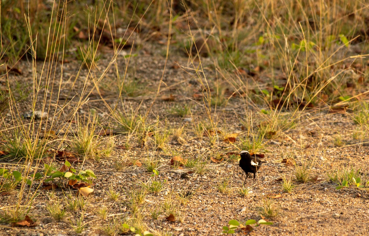 Arnot's Chat - ML471981901