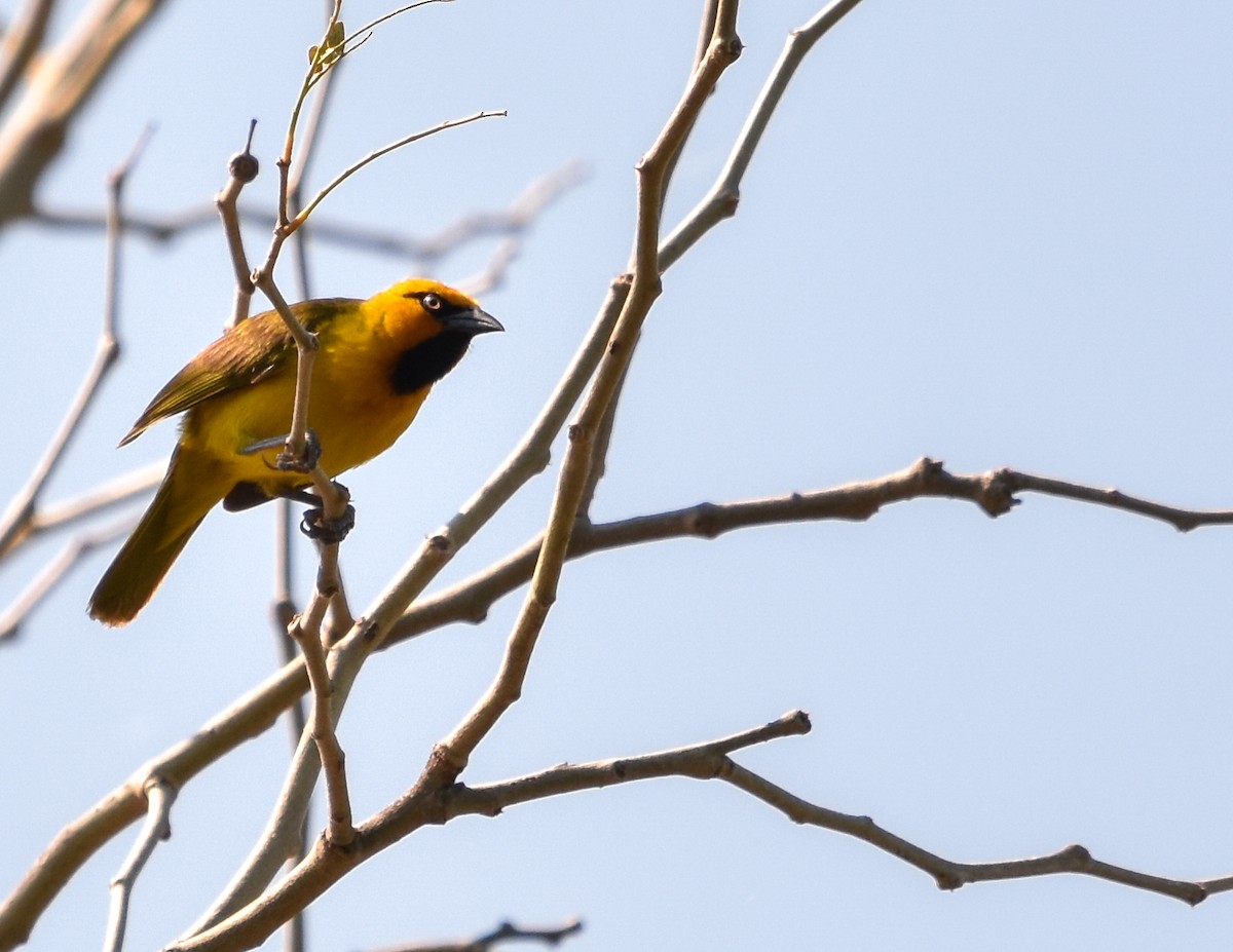 Spectacled Weaver - ML471981911