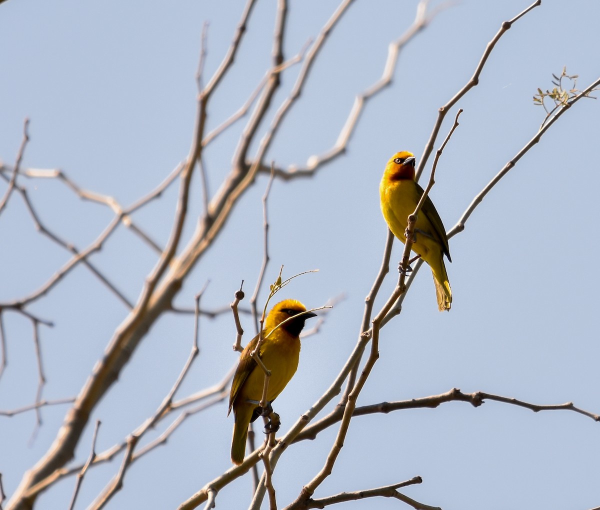 Spectacled Weaver - ML471981921
