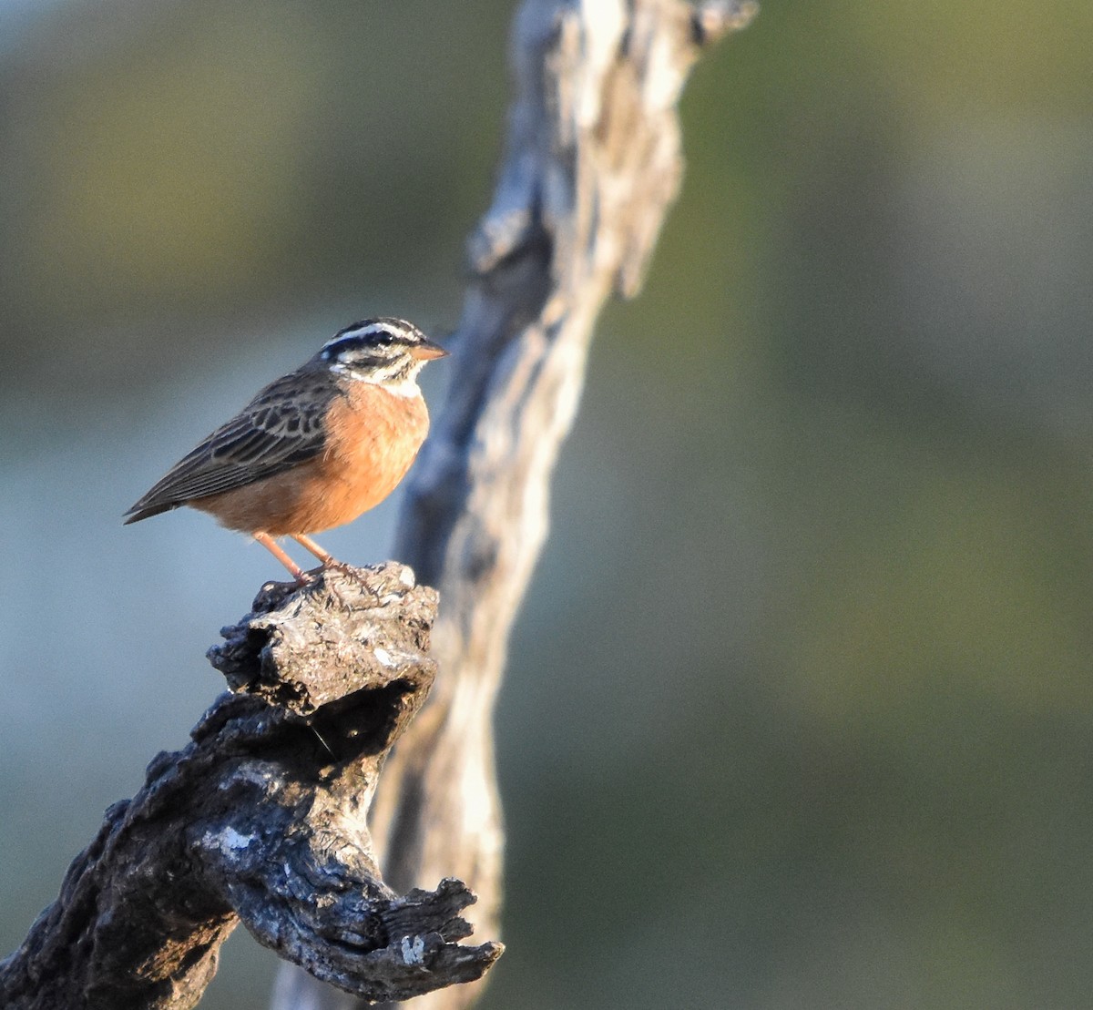 Cinnamon-breasted Bunting - ML471981971