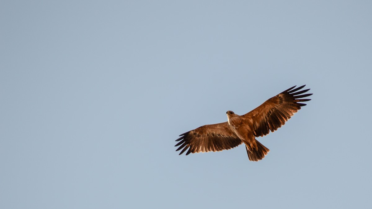 Tawny Eagle - ML471981991