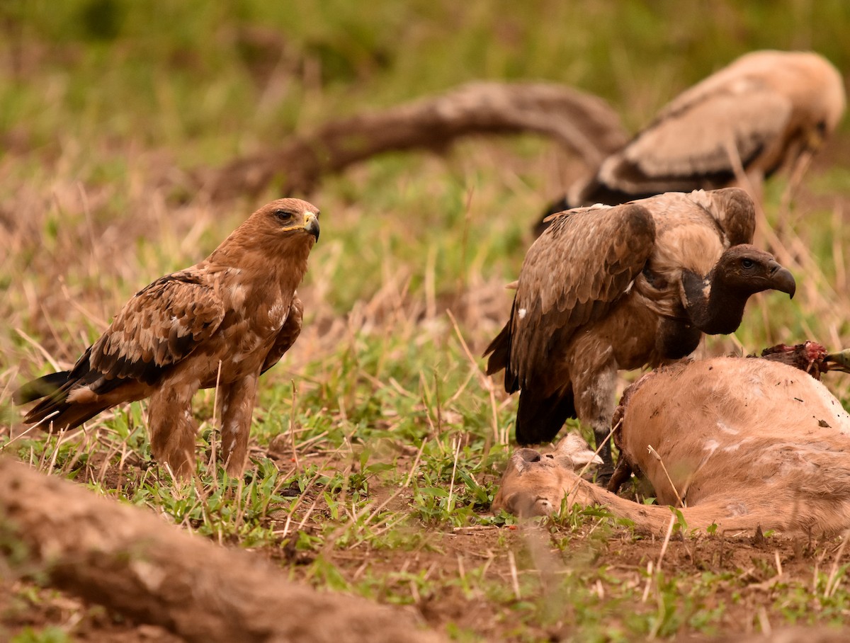 Tawny Eagle - ML471982171