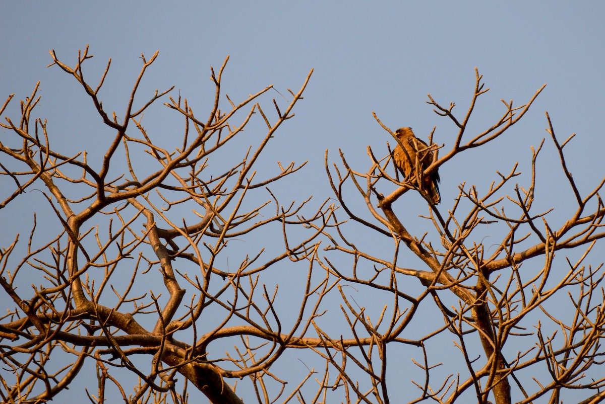 Wahlberg's Eagle - ML471982231
