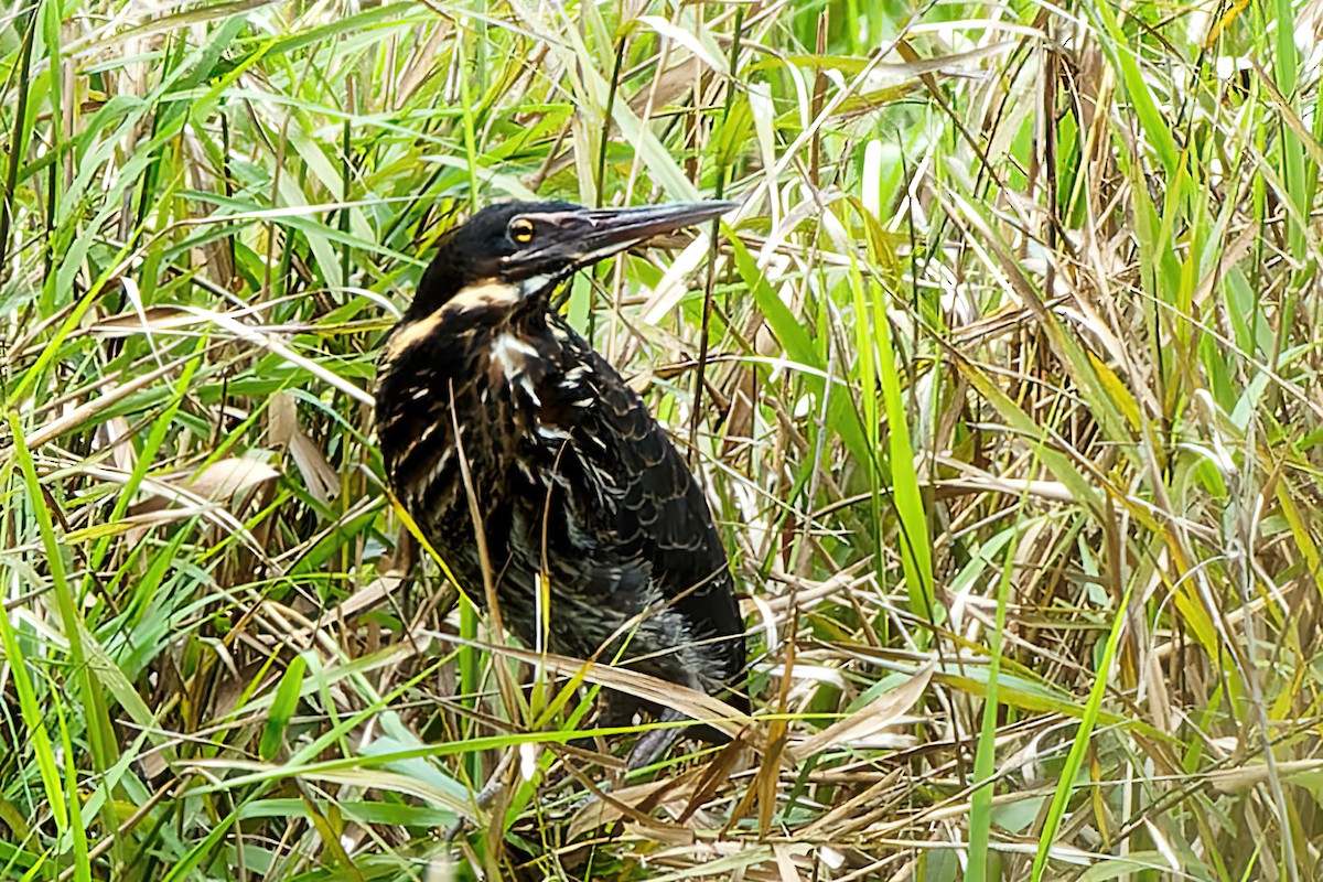 Black Bittern - ML471982481