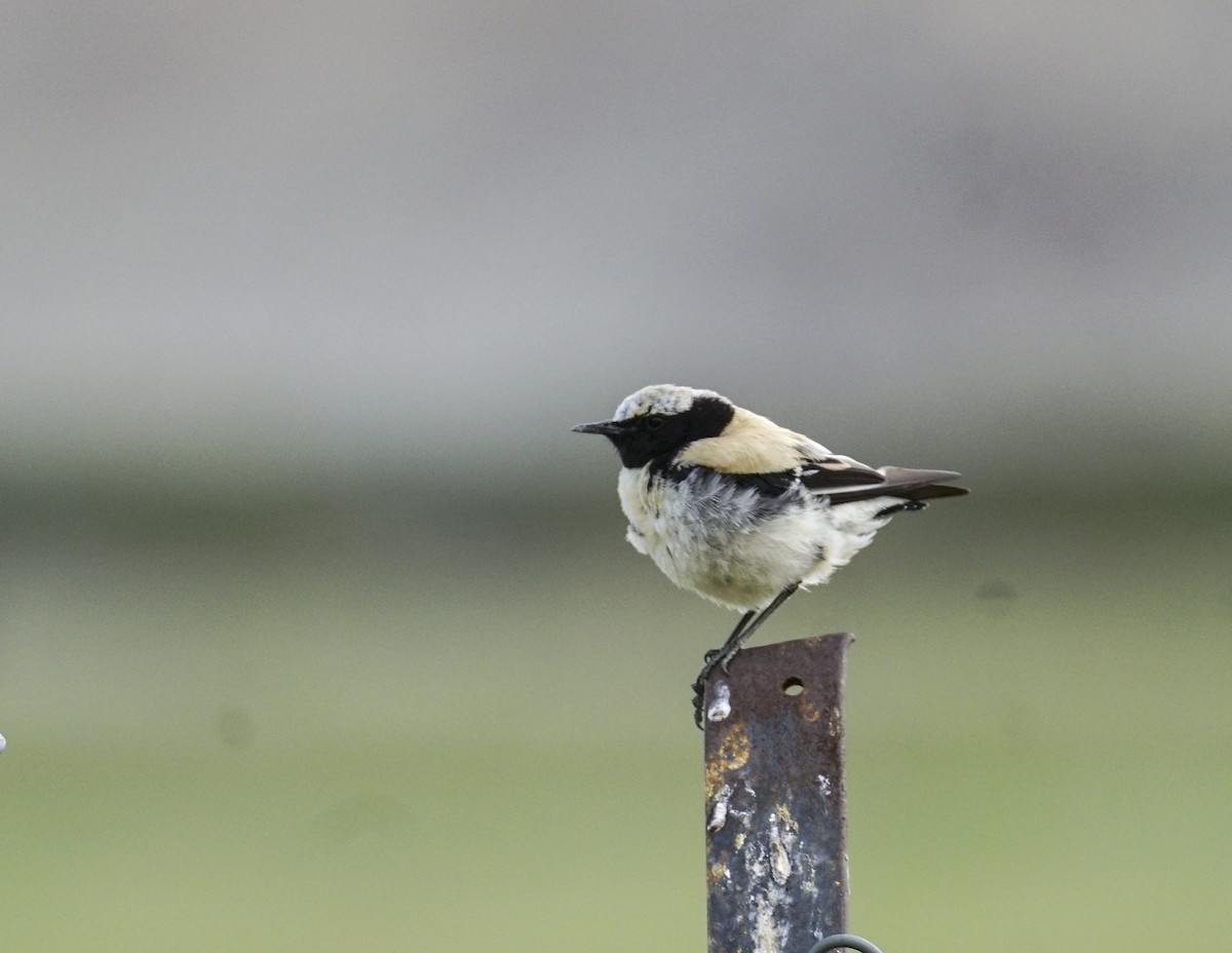 Desert Wheatear - ML471982541