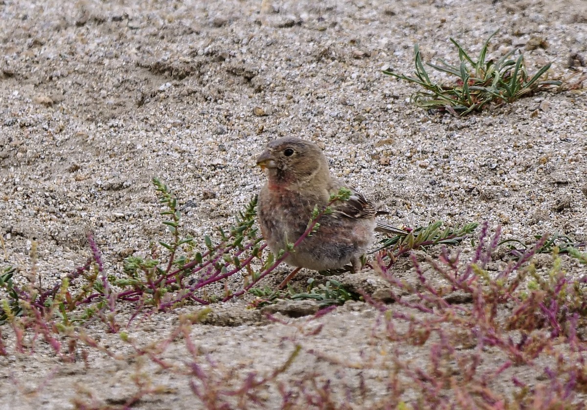 Mongolian Finch - ML471982581