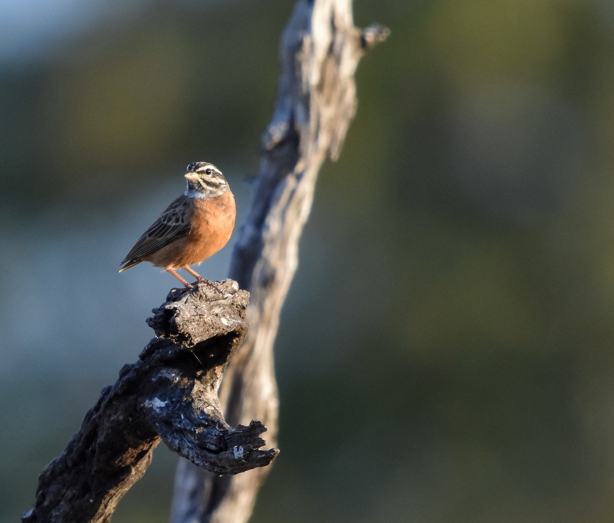 Cinnamon-breasted Bunting - ML471982611
