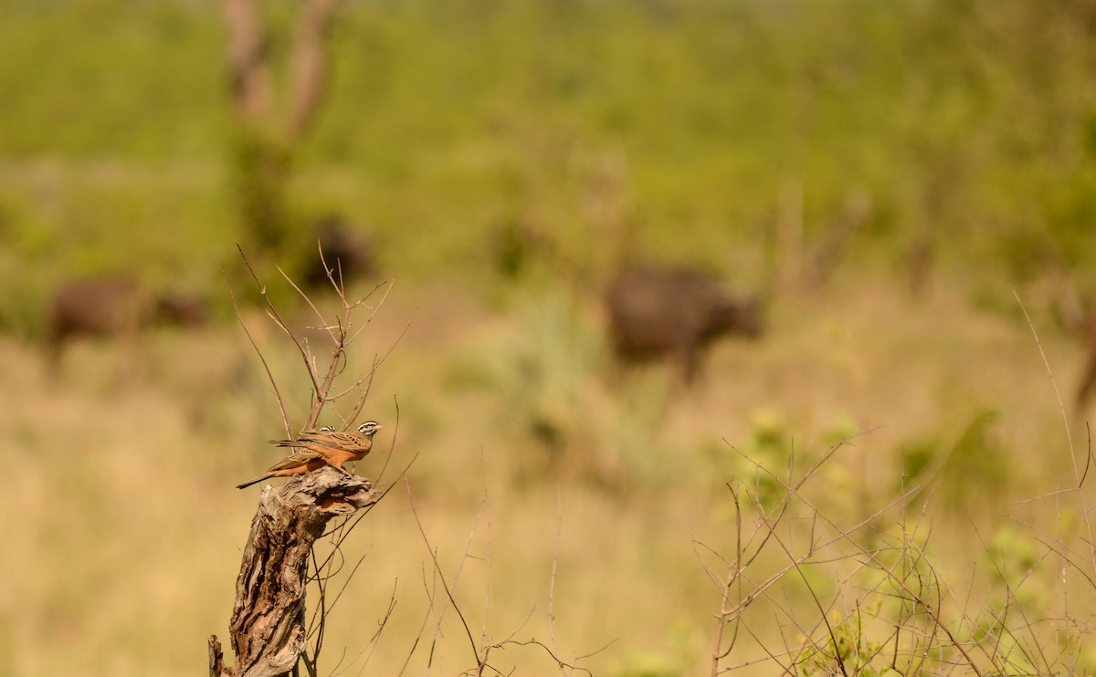 Cinnamon-breasted Bunting - ML471982631