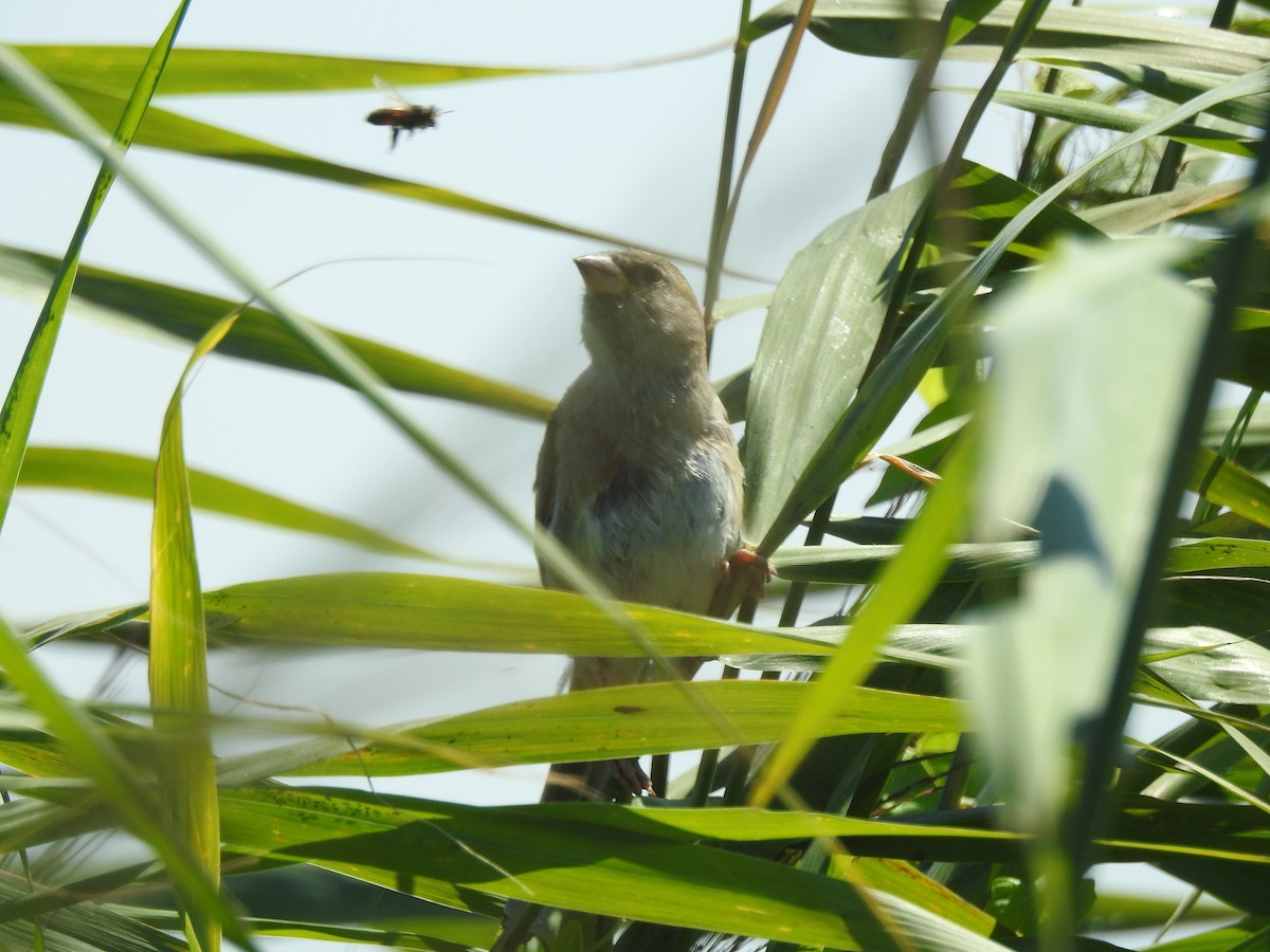 European Greenfinch - Roy Kasius