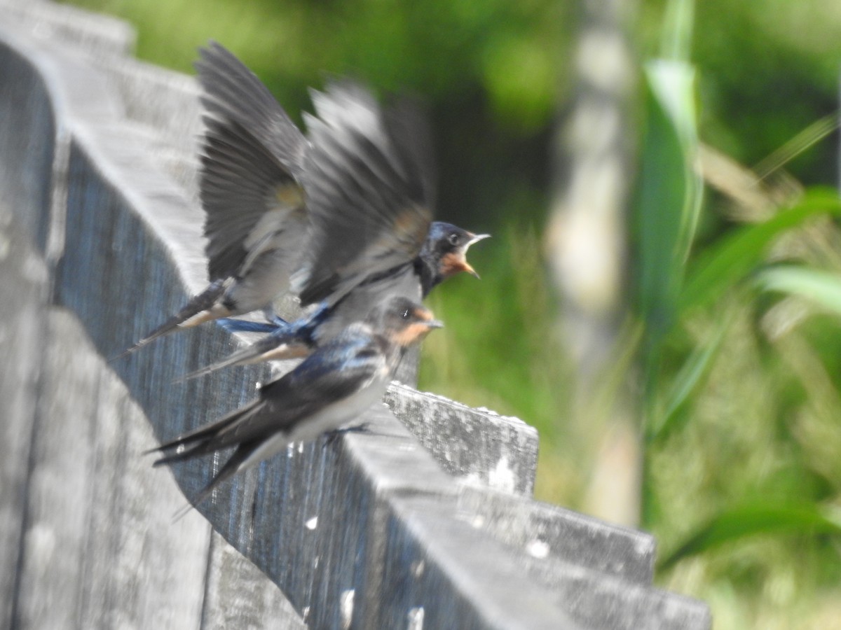 Barn Swallow - ML471982941