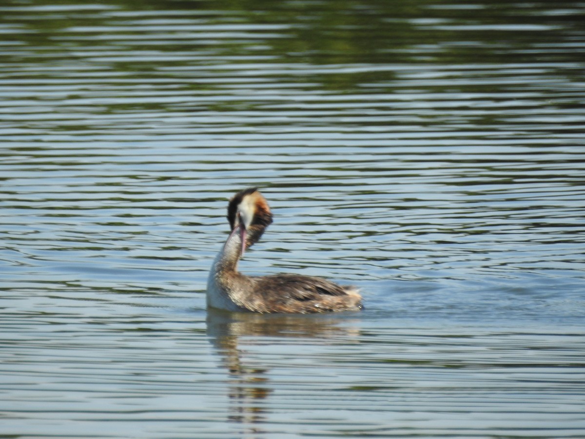 Great Crested Grebe - Roy Kasius