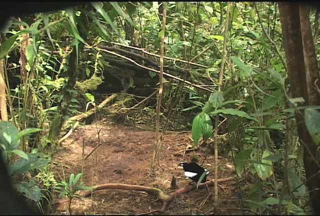 Carola's Parotia - ML471983