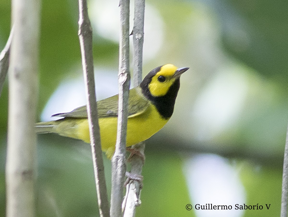 Hooded Warbler - ML47198401