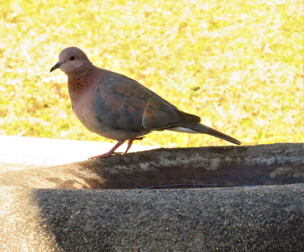 Laughing Dove - ML471984031