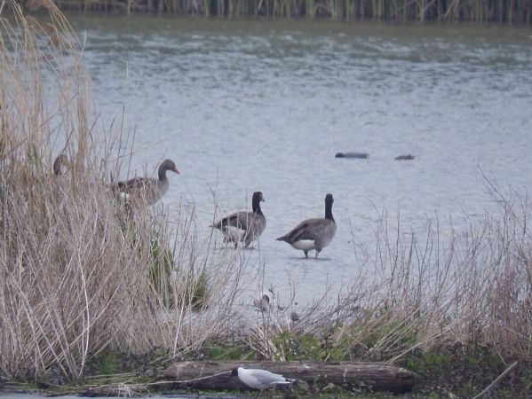 Graylag x Barnacle Goose (hybrid) - ML471984171