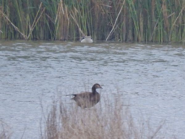 Graylag x Barnacle Goose (hybrid) - ML471984181